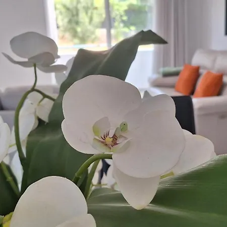 Casa Orquidea *